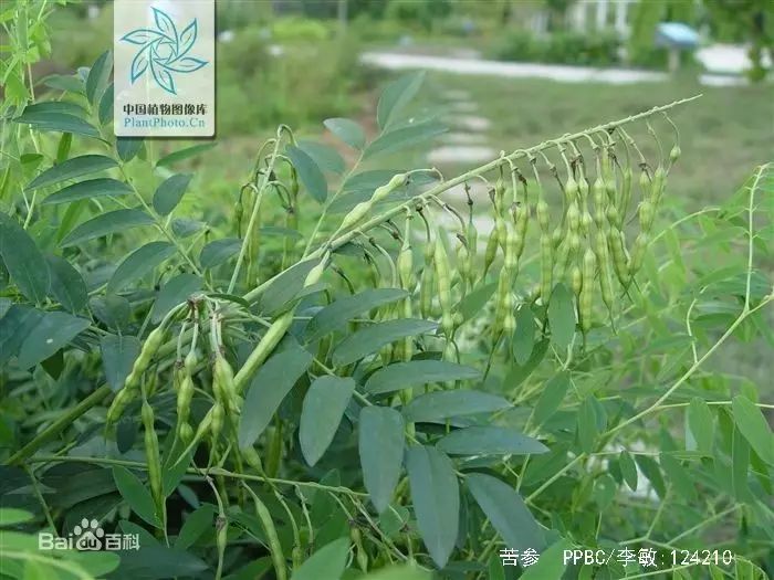 噢,豆科植物