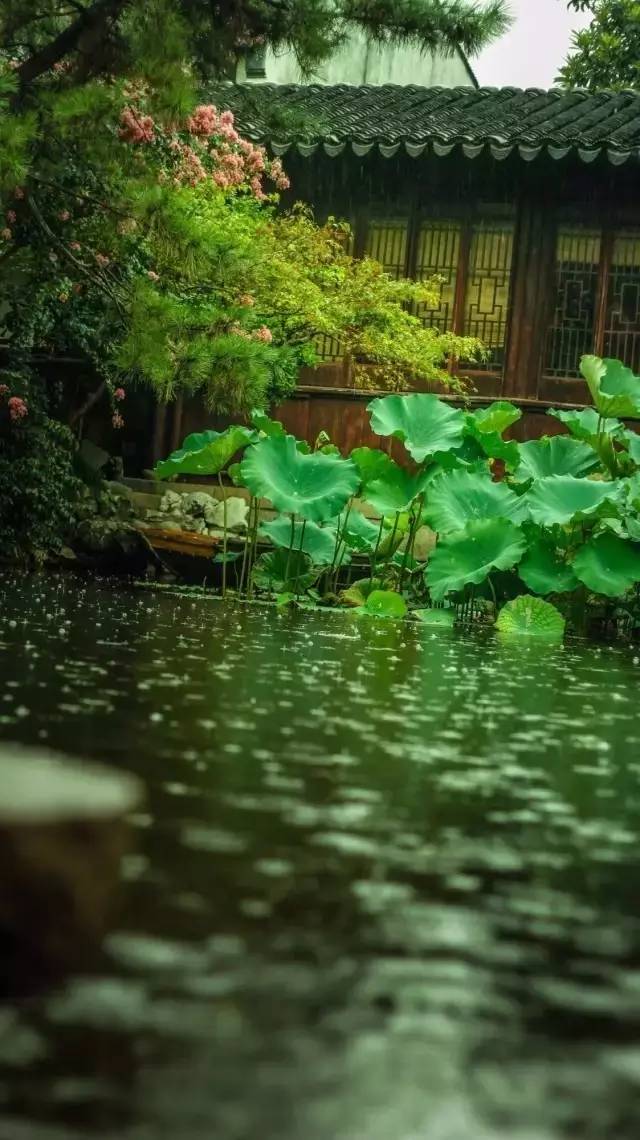 秋雨邀凉,时光煮雨