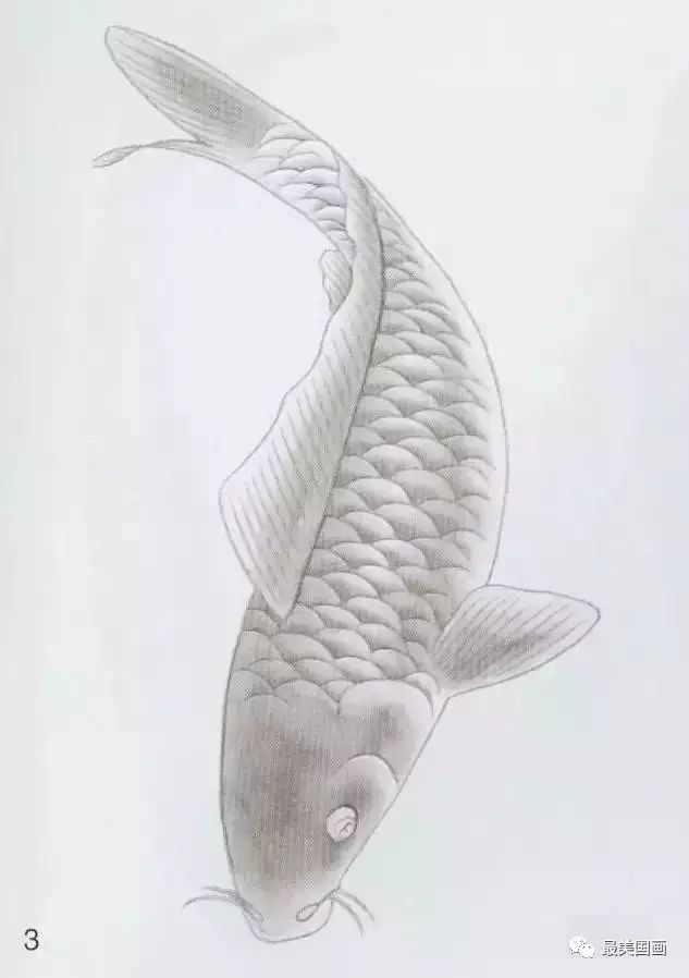 3.用淡墨分染鱼鳞及鱼的上,下鳍与尾鳍.