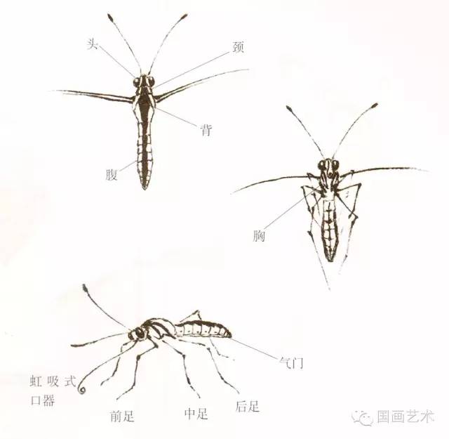 蝴蝶的工笔及写意画法