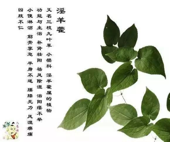 淫羊藿补肾壮阳;强筋键骨— 淫羊藿淫羊藿,多年生草本植物,植株高20