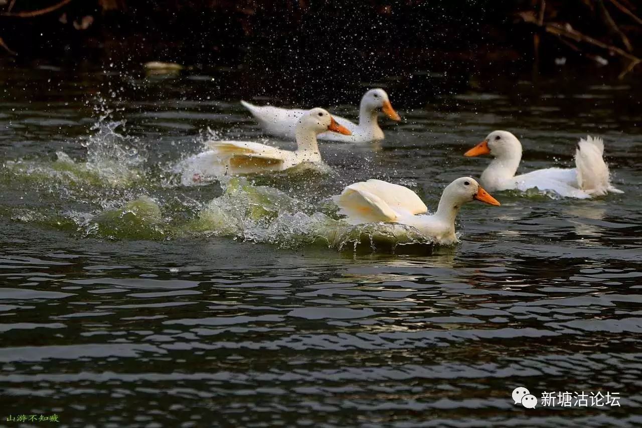 拍客上传—鸭子戏水(摄于小梁子一水塘)