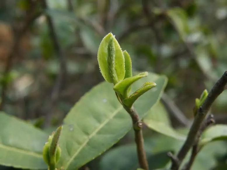 产地:昆明市宜良县宝洪山宝洪茶2云南农业大学茶学系创建者张芳赐教授