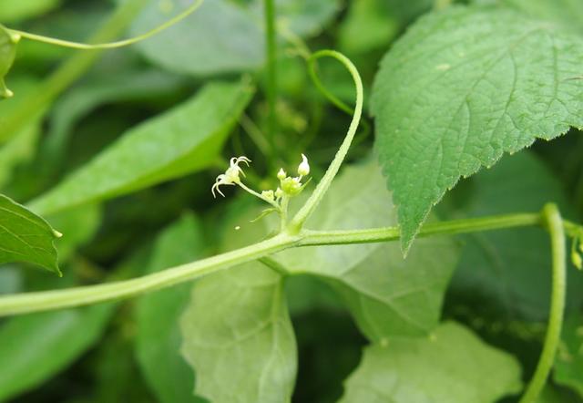 盒子草:葫芦虽小自开盖,饼干不多黑两块