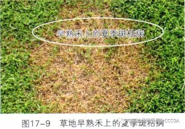 成坪草坪药剂喷雾:内吸传导性杀菌剂可作为防治夏季斑病的主要药剂