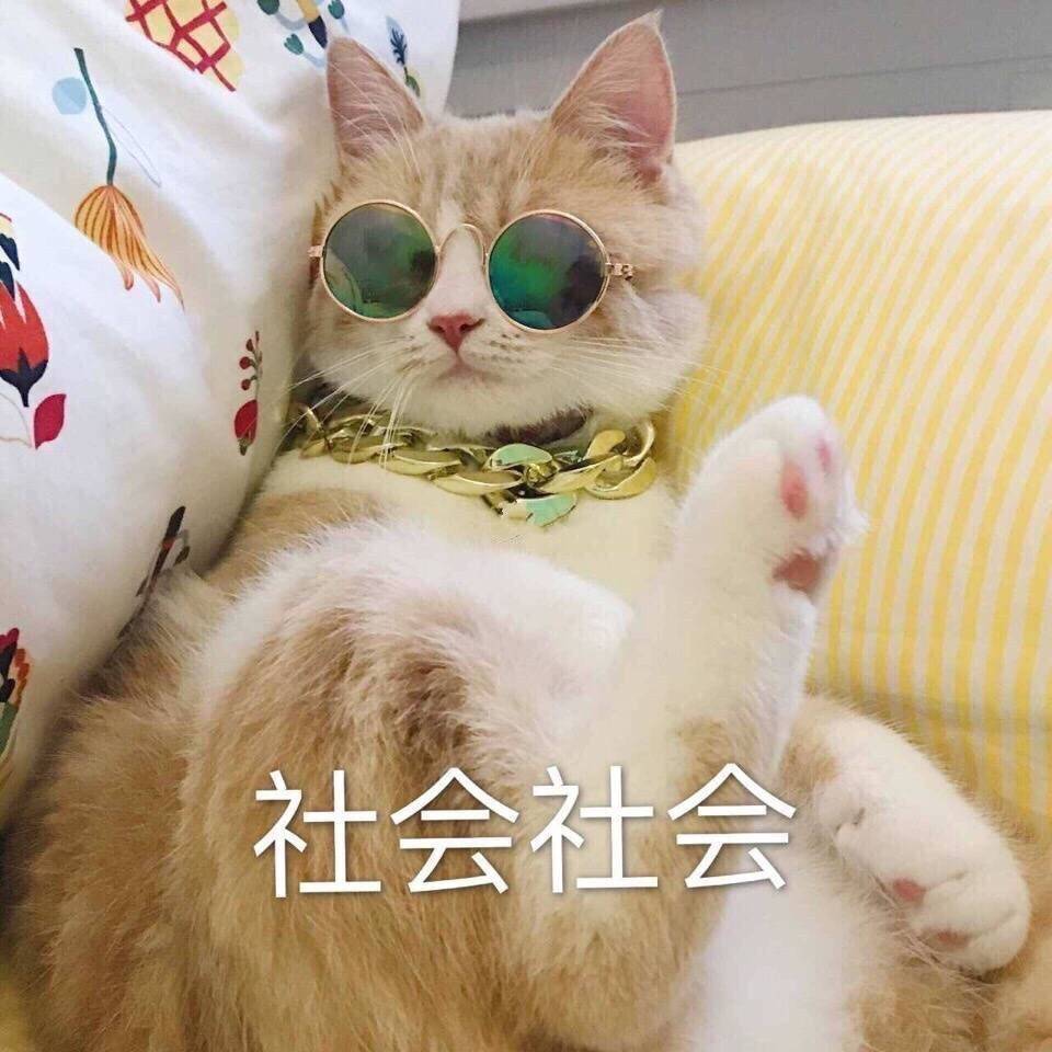 新版全是猫表情包来了哈哈太逗了