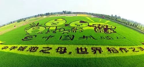 稻浪滚滚 瓜果飘香 "中国最早的城市"—— 城头山景区 稻田彩绘节