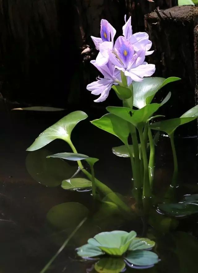 每日一花 水生植物—凤眼莲