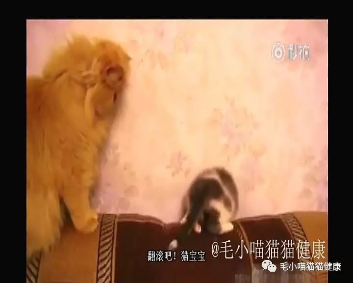 小猫气势汹汹地挑衅大猫,大猫抬头后……哎,小猫你别怂啊!