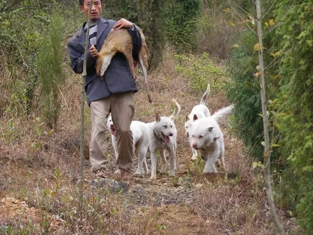 世界级猎犬中华名猎贵州下司犬也叫白龙犬