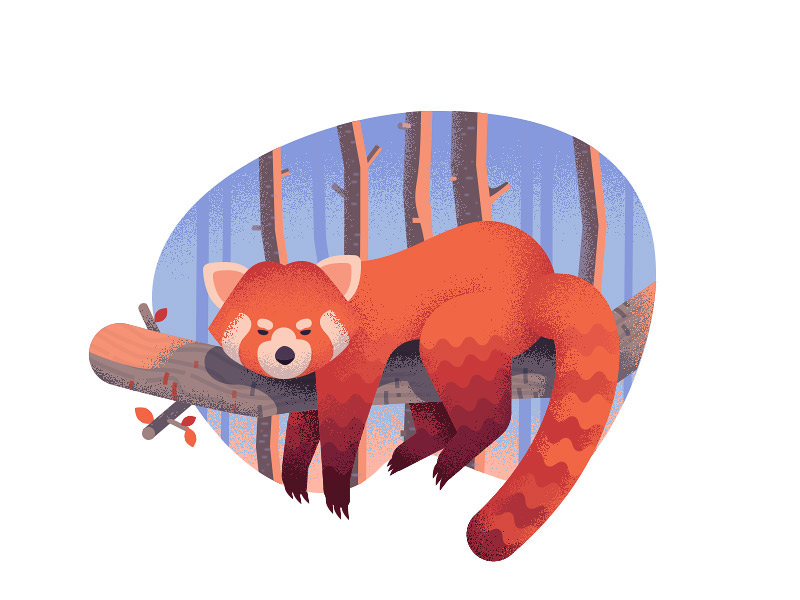 小熊猫red panda