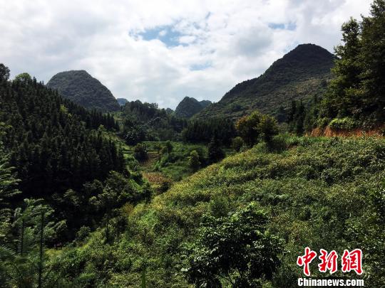 贵州省贞丰县连环乡,山地立体生态农业促山地财富"倍增 杨云 摄