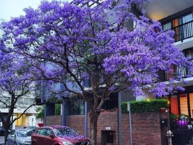 大没悉尼!紫色仙境重返人间,一年最美的