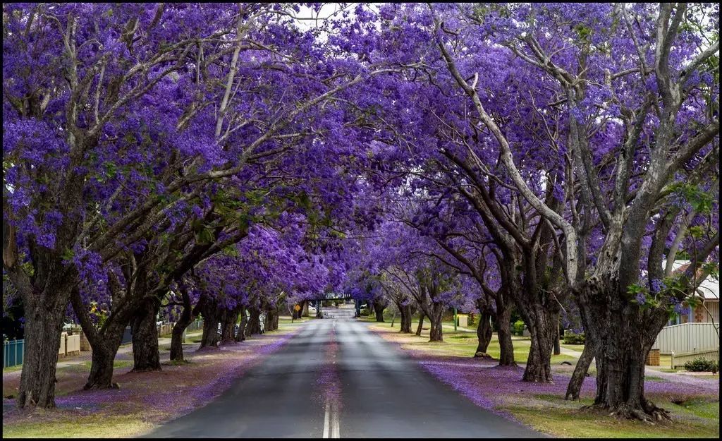 大没悉尼!紫色仙境重返人间,一年最美的时刻就要来了.