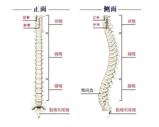 第五节颈椎:支配的部位是声带,颈部腺体,咽.