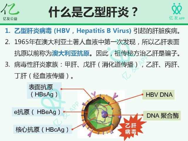 hbv病毒是什么意思