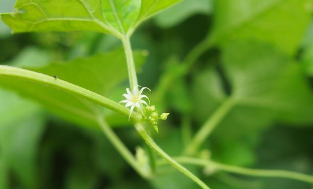 盒子草:葫芦虽小自开盖,饼干不多黑两块