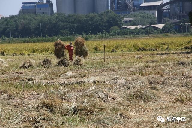 图为捆草头的农民高高举起"要子,农民用"要子"捆稻草草头.