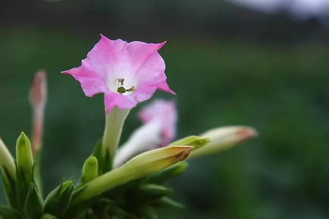 烟草花,太美了!