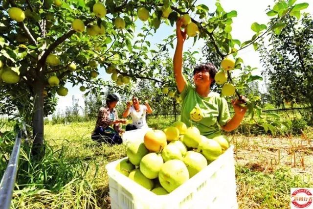 游莫言旧居 红高粱影视基地 牟氏庄园 采摘栖霞苹果 莱阳梨 葡萄酒