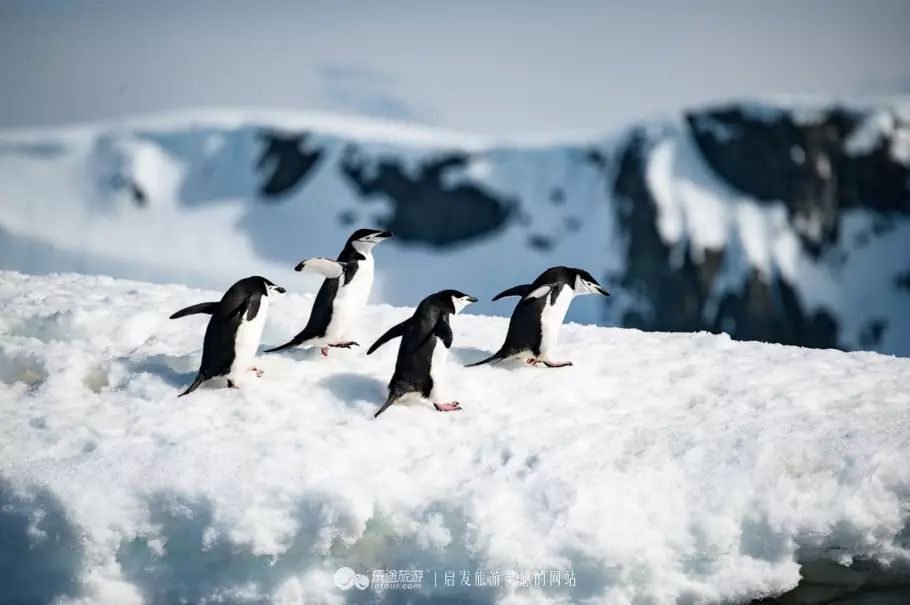 特约来稿 | 郝正良 :半月岛,与企鹅近距离对话