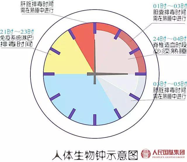 健康生物钟人体最佳的进食时间