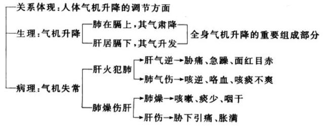 人到养生时-健康小知识(脏腑间的关系-肺)