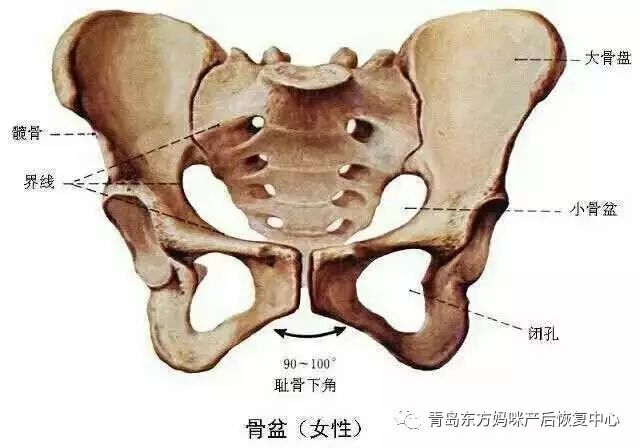 产后恢复根本问题——盆骨闭合