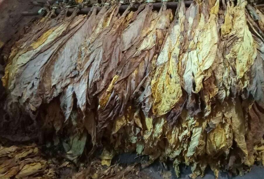 云南烟农家中烟草堆放满地种植烤制历经数十道手续