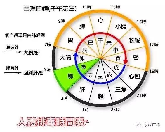 人体排毒时间表,这个说法靠谱吗?