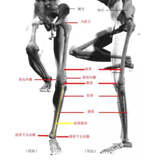 腿部可以对应臂部学习,大臂肱骨对应的大腿骨叫股骨,小臂尺骨对应的
