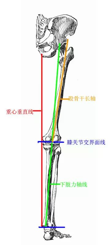 作用:抬起大腿向躯干下面方向,抬伸小腿(和大臂肱三头肌相对应).