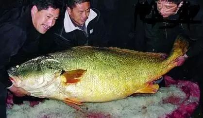 黄唇鱼属于国家二级保护水生动物,仅分布在中国的东海和南海海域,是