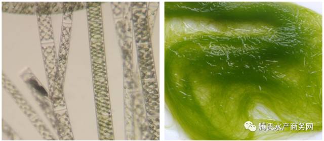 2 水绵属 结合藻纲,双星藻目,主要特征为植物体不分枝支,细胞柱状,有