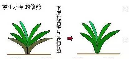 如图↓修剪方式水兰↓花皇冠(类似的有皇冠草,青旦,长叶九冠等)↓如