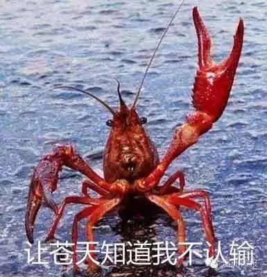 小龙虾泛滥竟让日本人束手无策?吃货的责任感在催我去