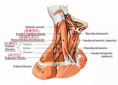 胸锁乳突肌拉伸