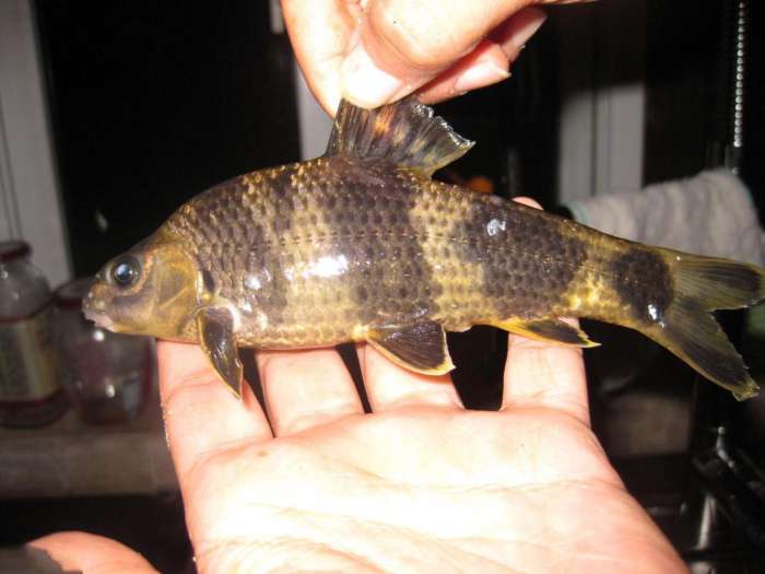 消失已久的鱼种"花石鲫"被很多钓友误以为淡水石斑