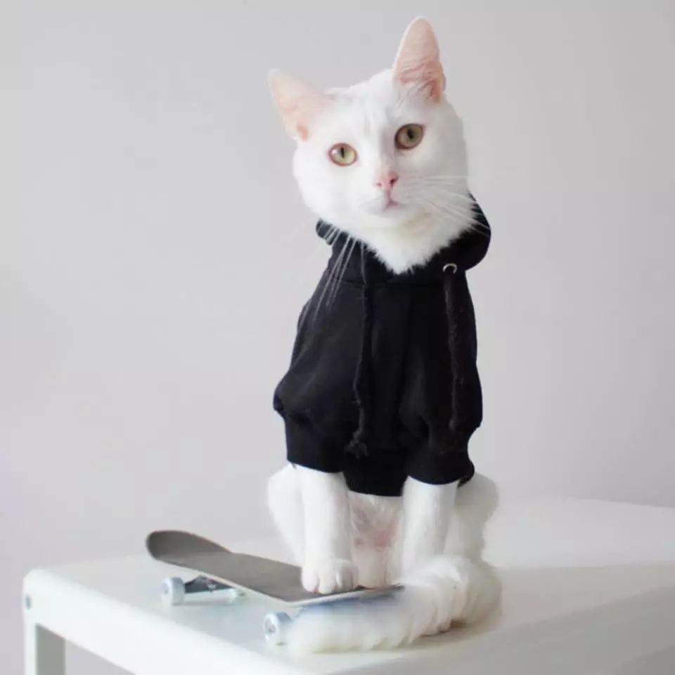 猫事 穿衣服的猫不少,穿潮牌的猫可不多