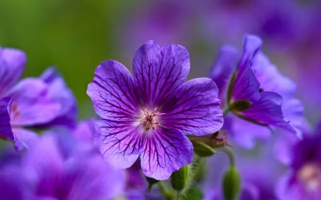 19种最美草花的详细播种教程