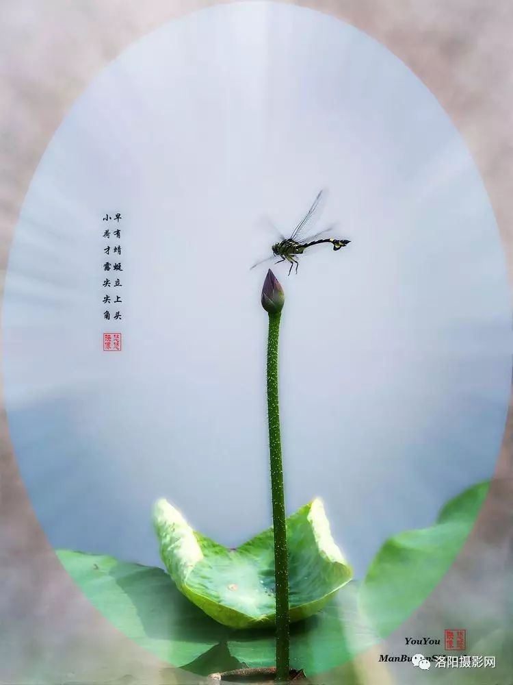 洛阳摄影:蜻蜓 荷花