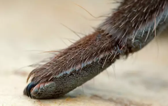 突如其来的软萌,原来蜘蛛腿放大了看是有小爪子的!