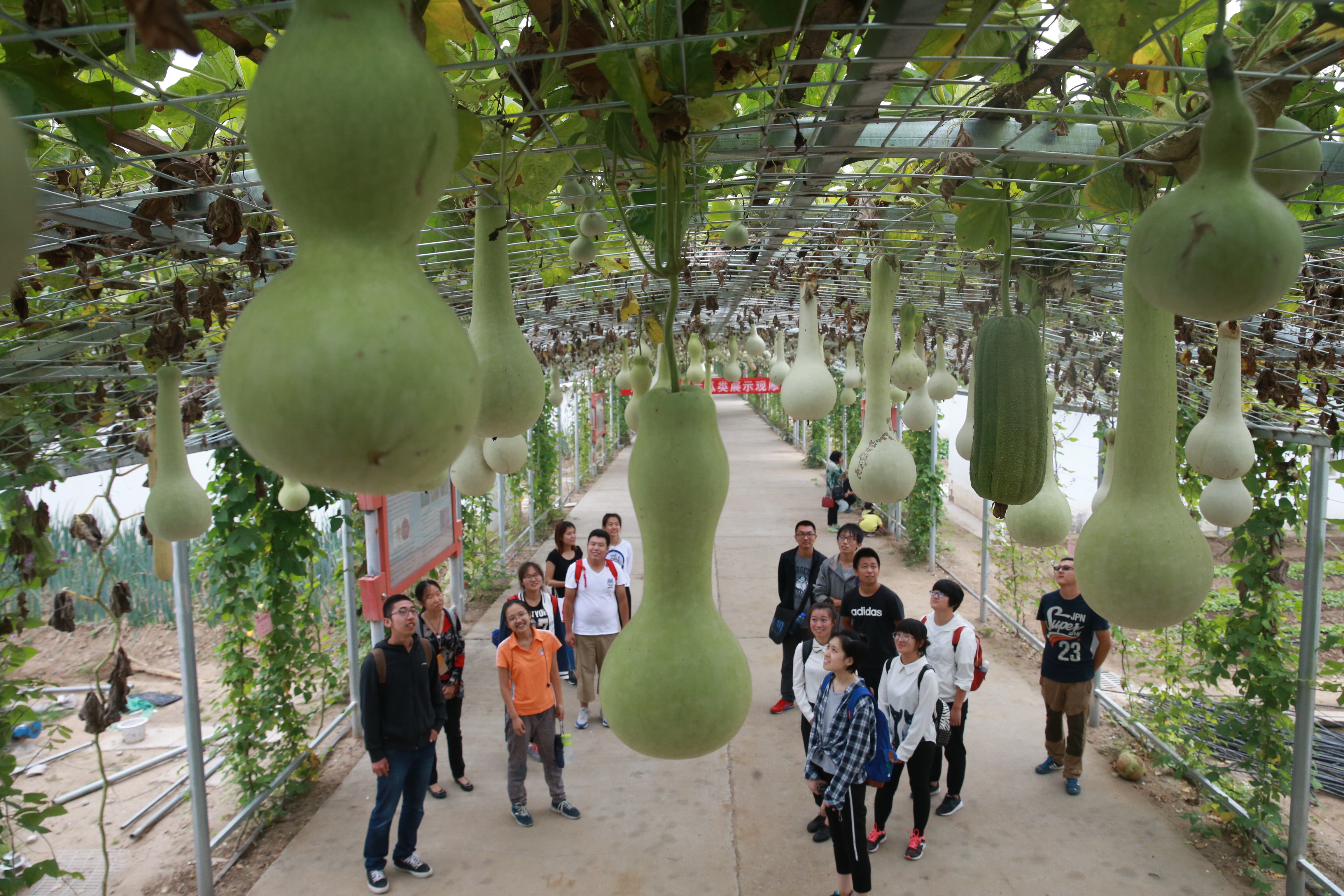 部分青年学生在北京市农作物品种试验展示基地的廊架下观赏葫芦.