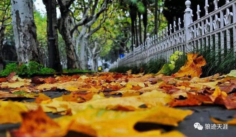 农历中国 | 七月廿九 · 梧桐夜雨