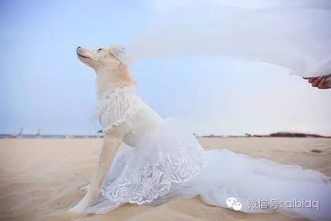 穿婚纱的狗_鞠婧祎穿婚纱的照片
