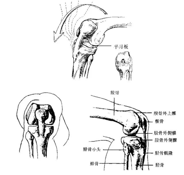 a.股骨上方盆骨外侧有一个转折,转折点突向体侧,称为大转子.