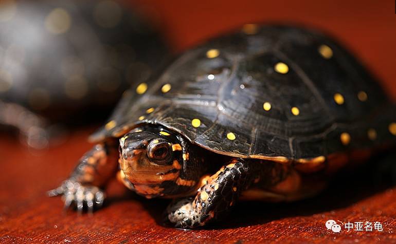 星点龟,也叫斑点水龟,黄点河龟,斑点龟.