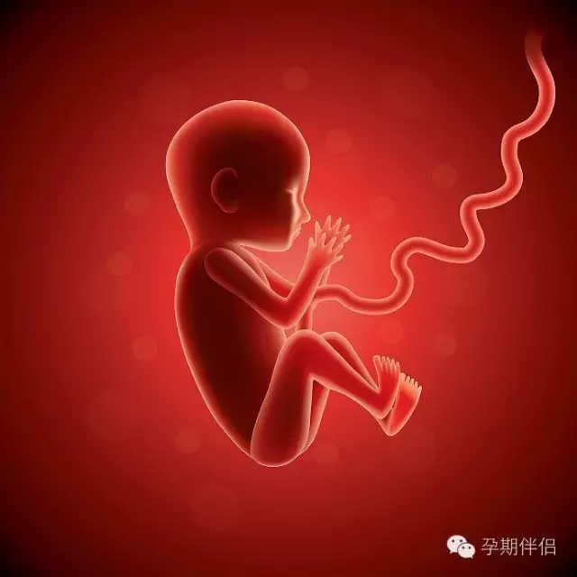 孕期头条:四维彩超看胎儿性别准确吗?