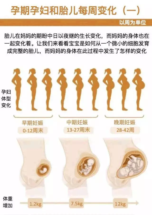 图解:孕妈和胎宝宝每周的变化