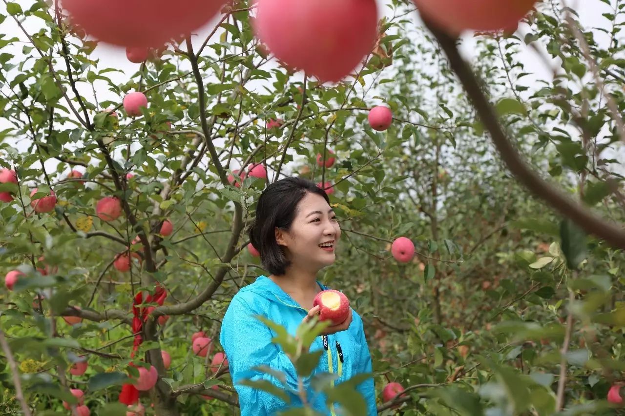 单身狗们福利来啦!星期六到长顺县凤凰坝苹果园